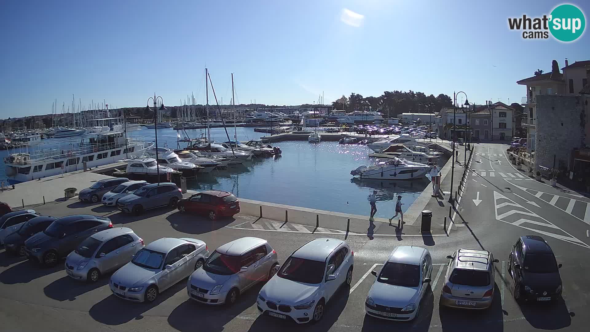 Novigrad | Porporela marina