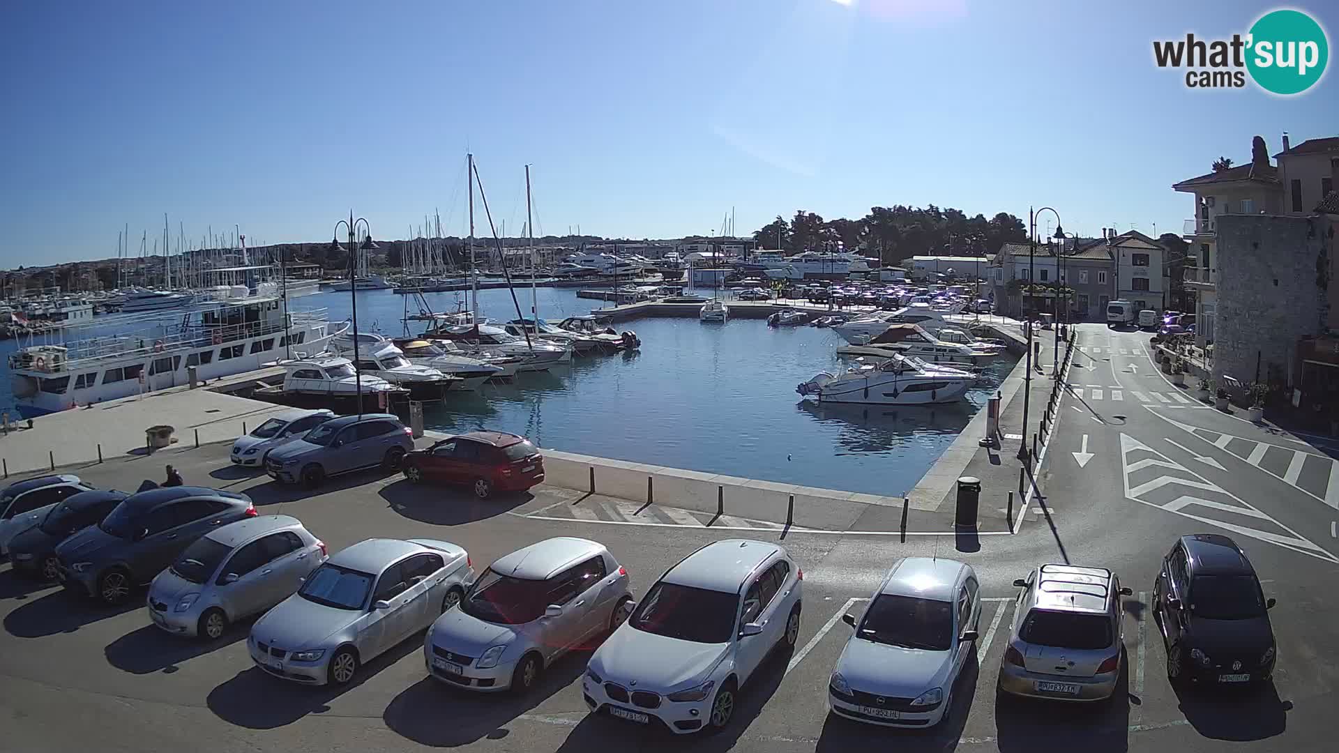 Novigrad | Porporela marina