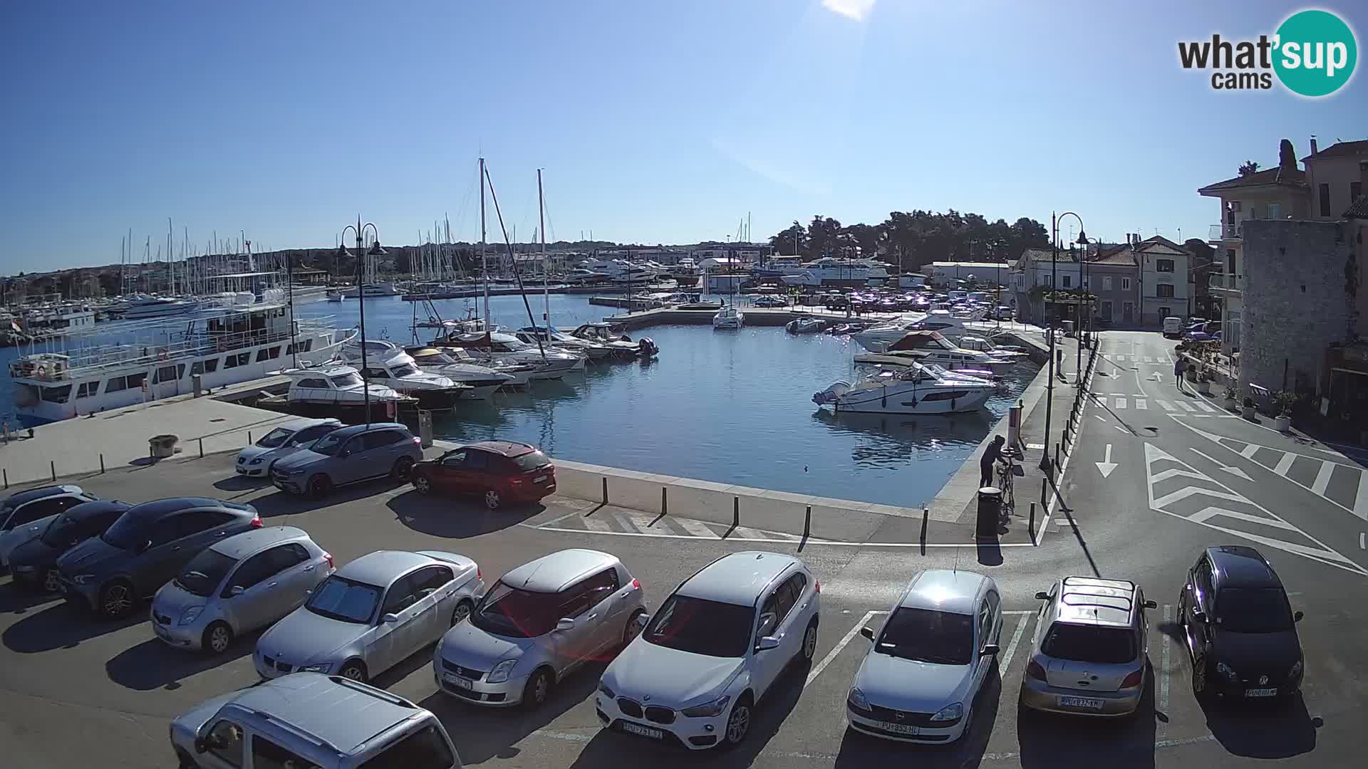 Novigrad | Porporela marina