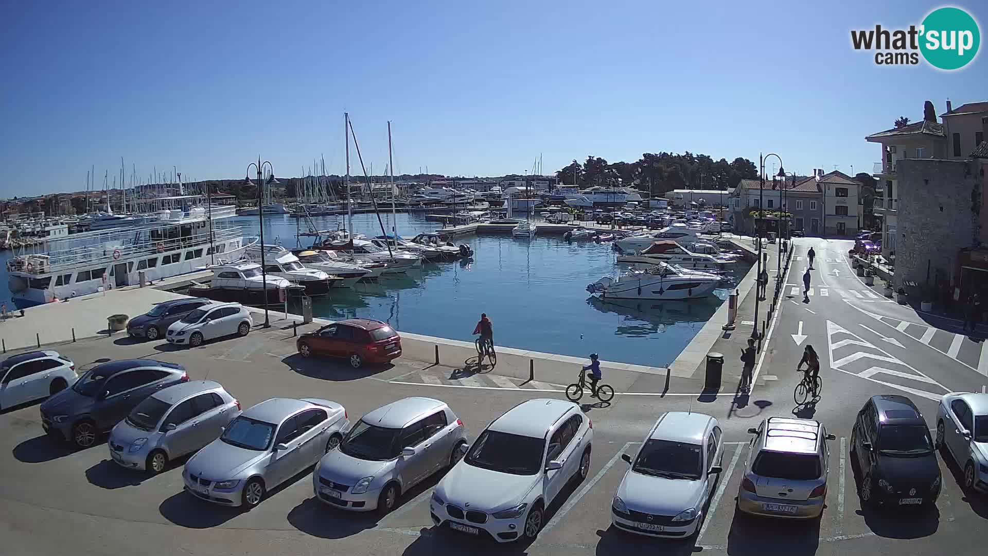 Novigrad | Porporela marina