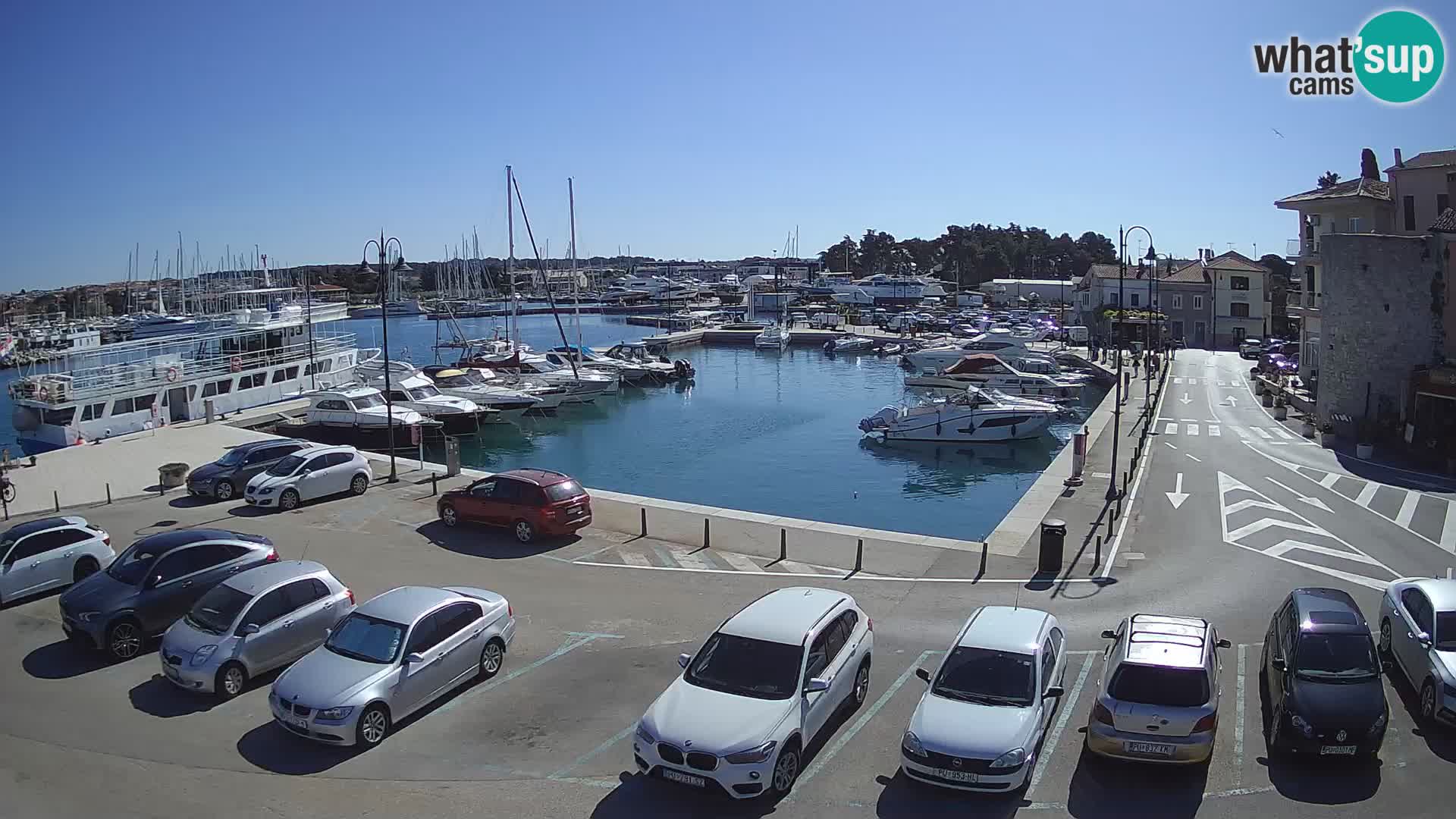 Novigrad | Porporela marina