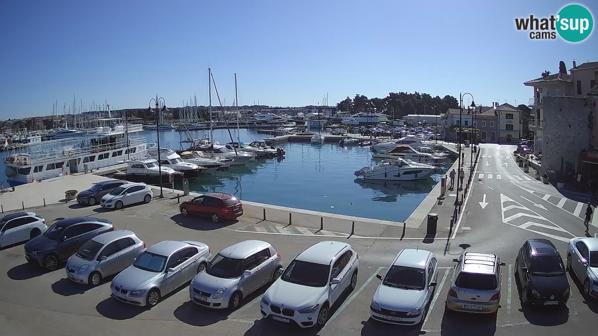 Novigrad | Porporela marina