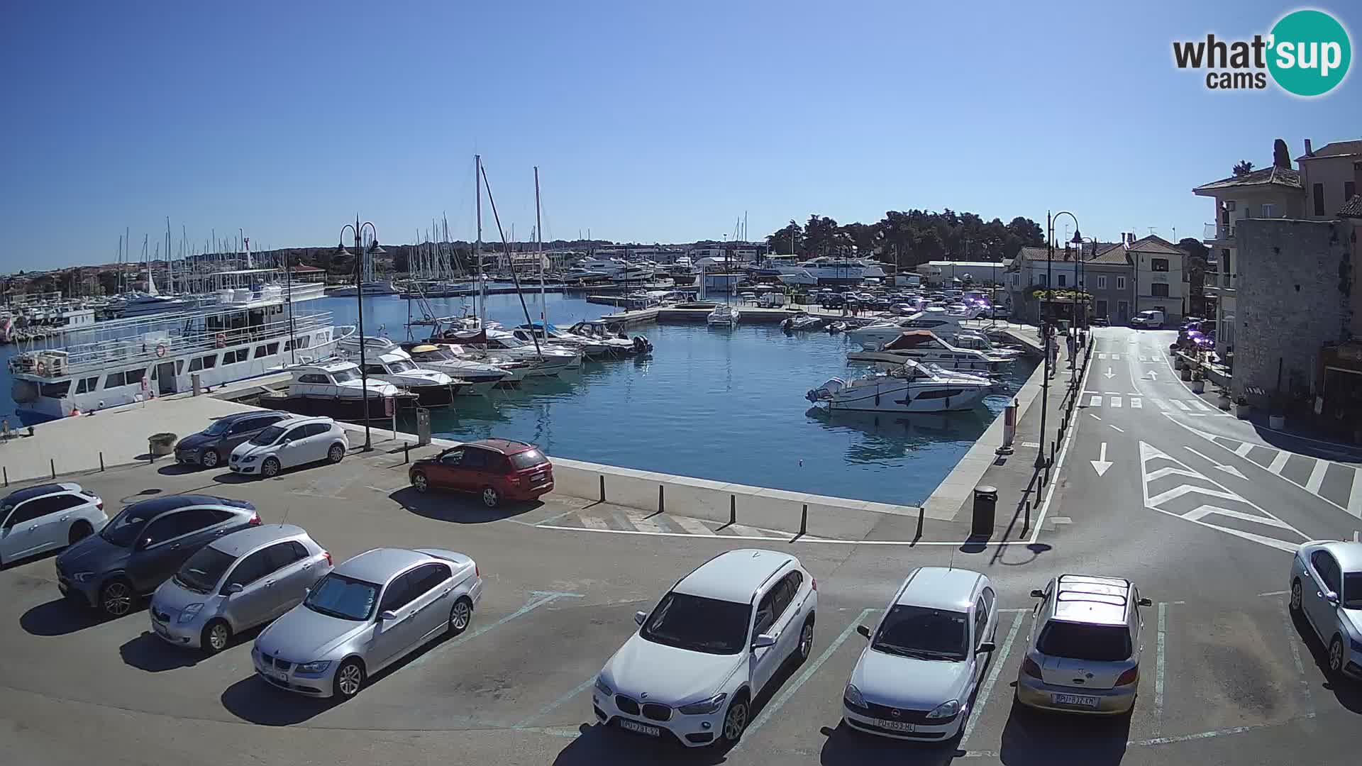 Novigrad | Porporela marina