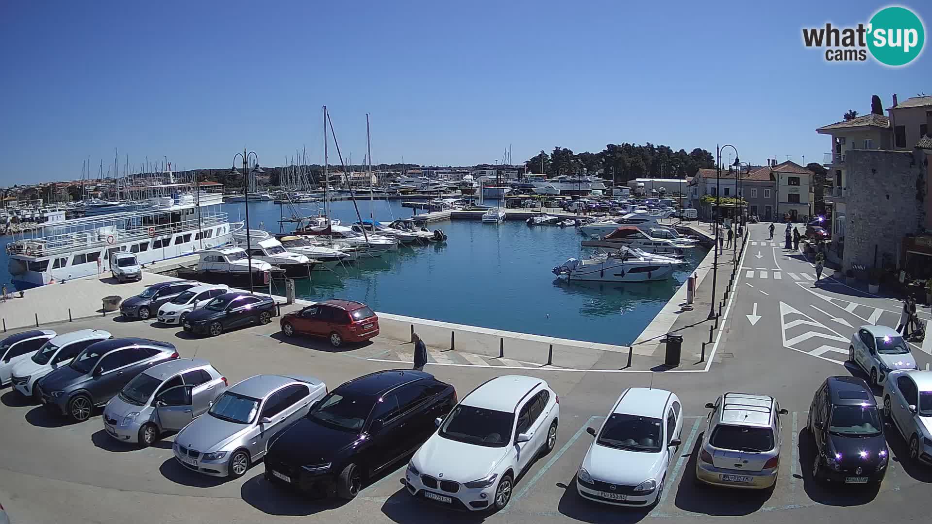 Novigrad | Porporela marina