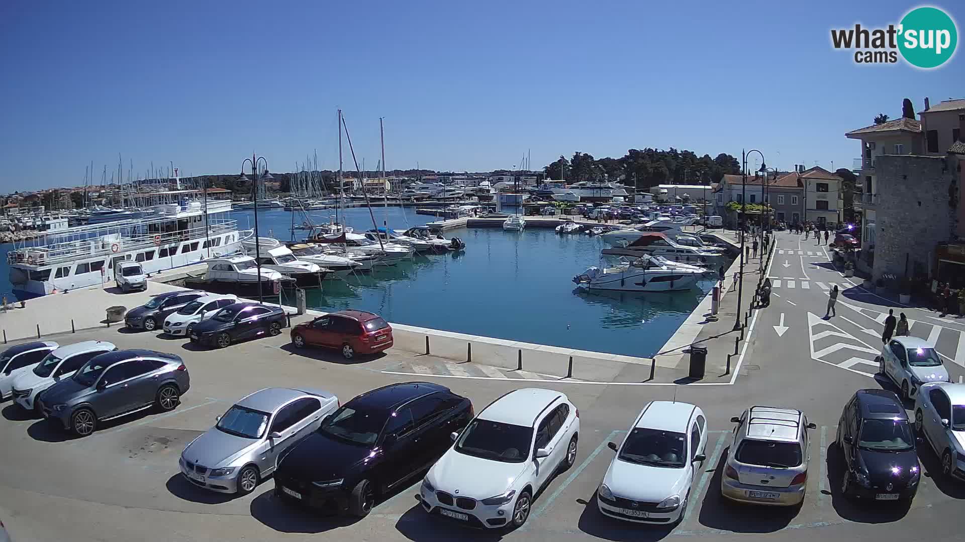 Novigrad | Porporela marina