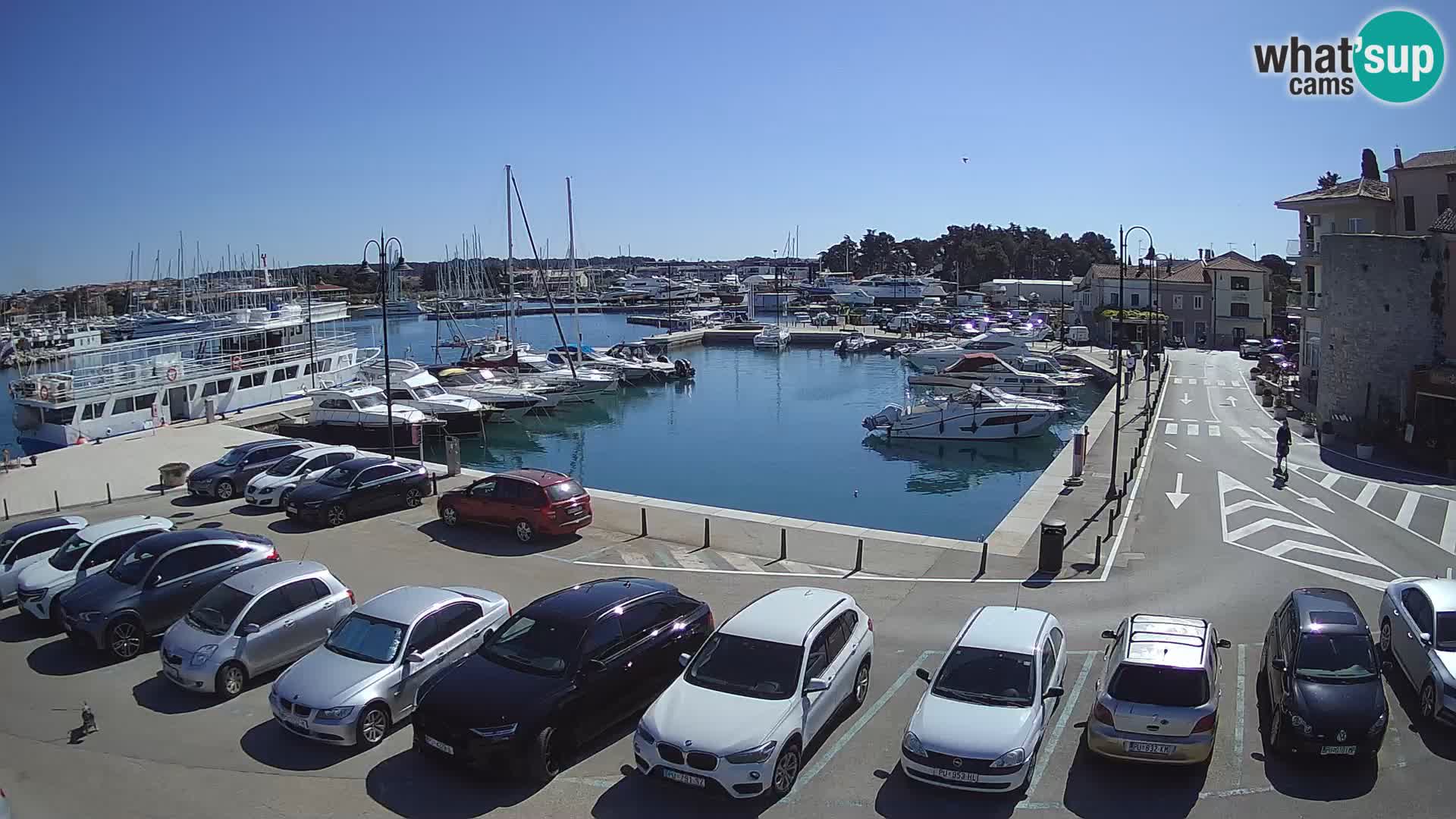 Novigrad | Porporela marina