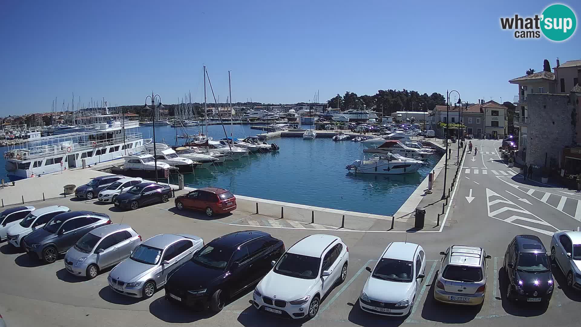Novigrad | Porporela marina
