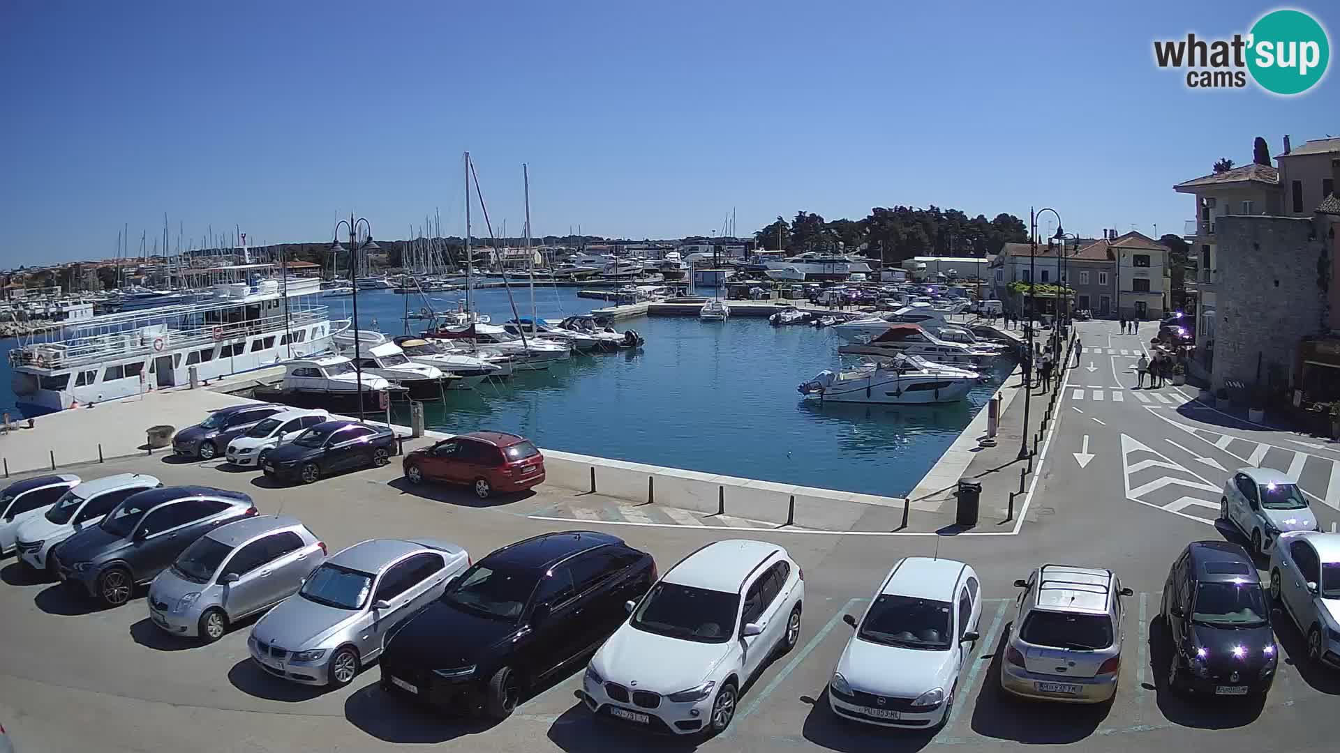 Novigrad | Porporela marina