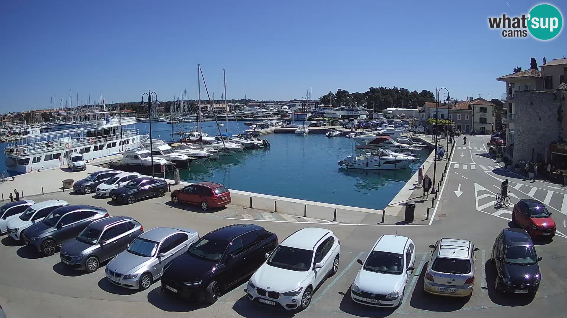 Novigrad | Porporela marina