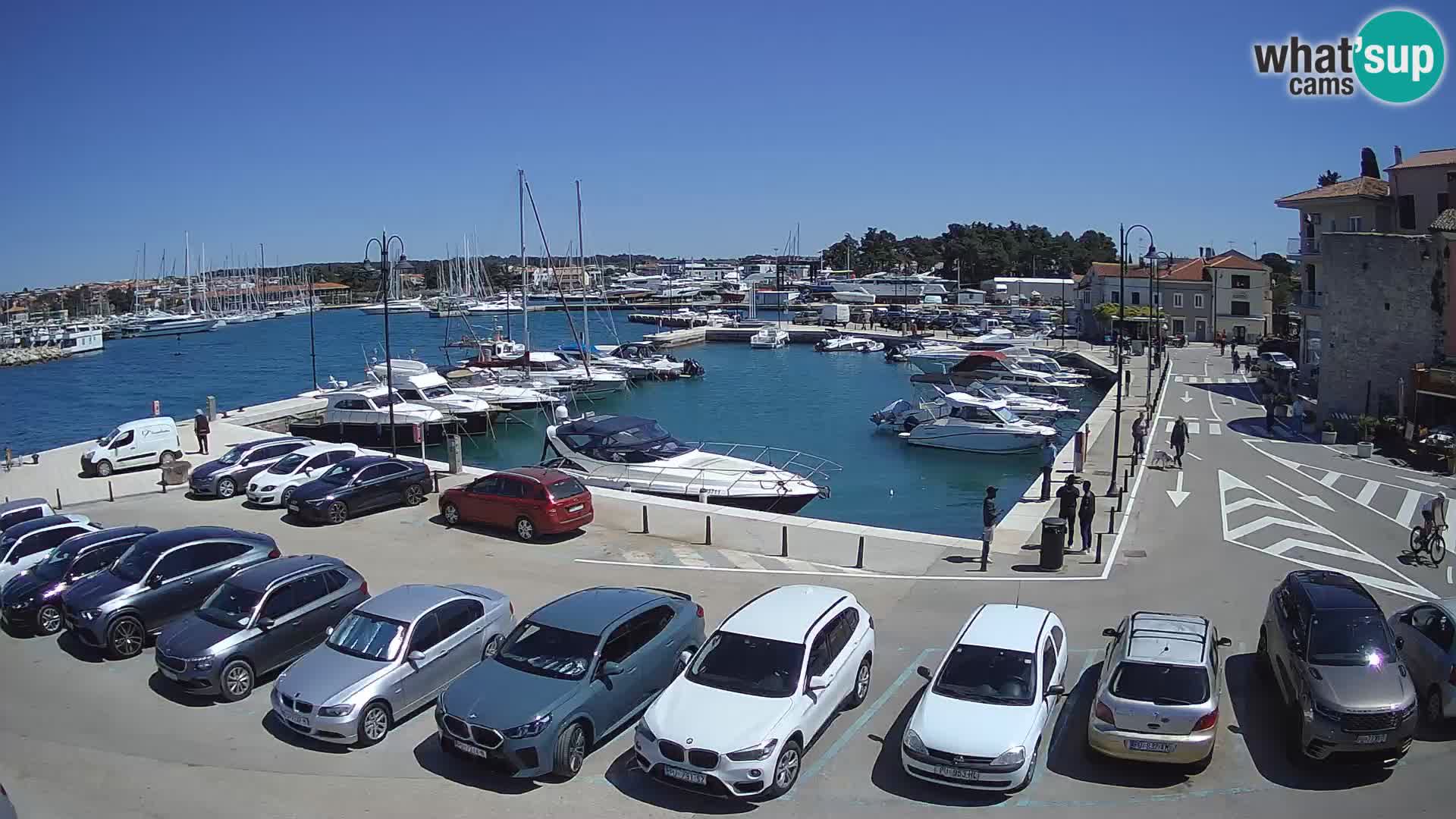 Novigrad | Porporela marina