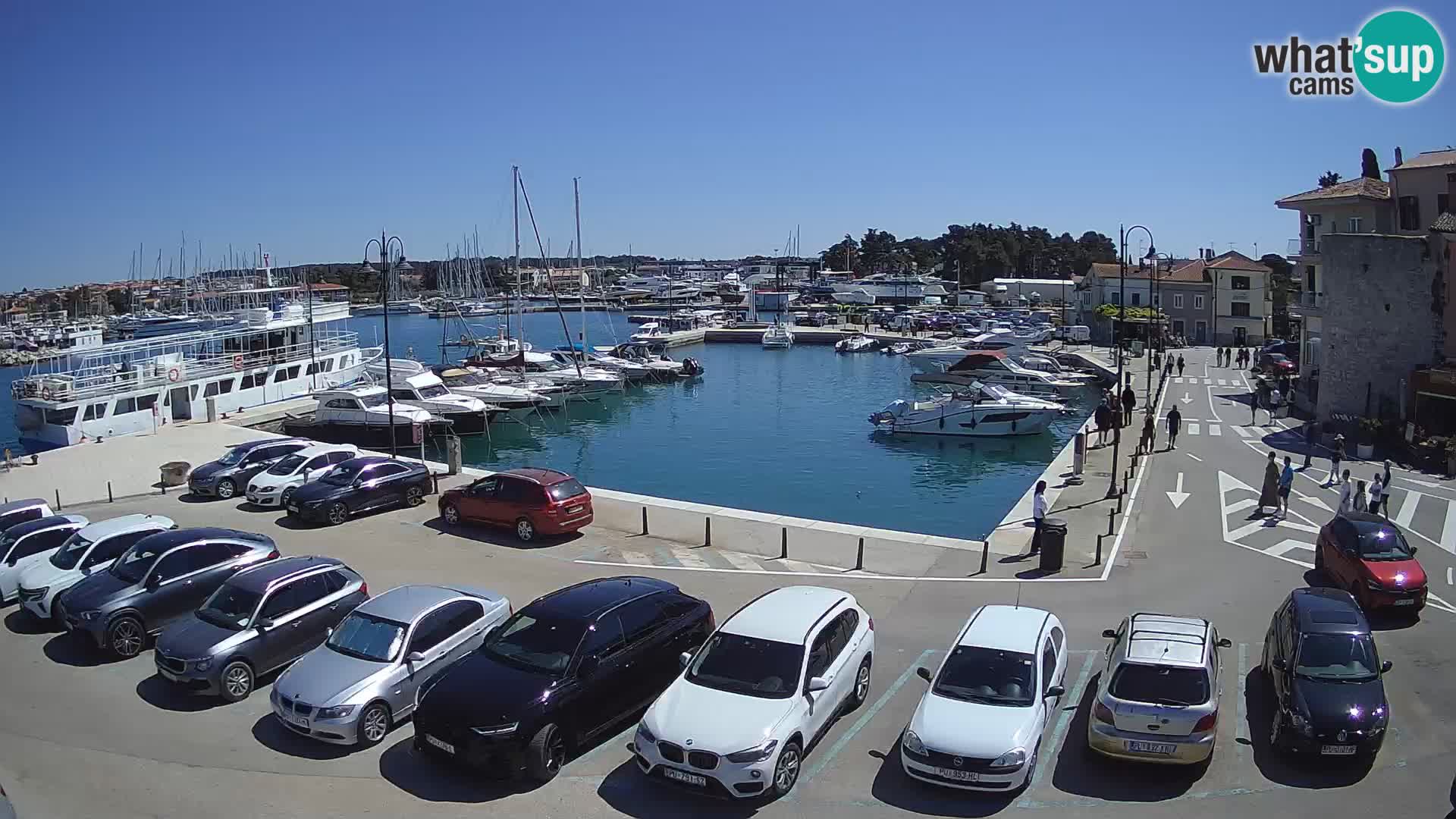 Novigrad | Porporela marina