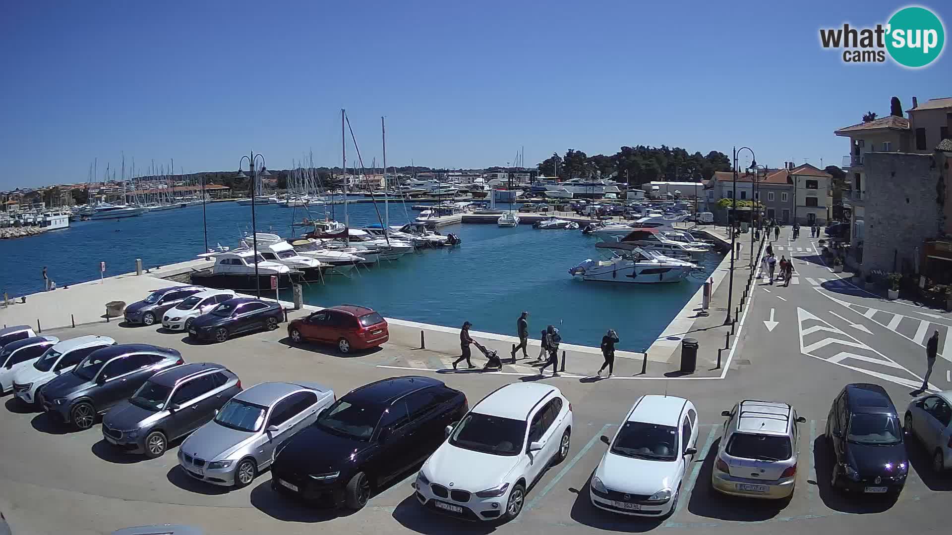 Novigrad | Porporela marina