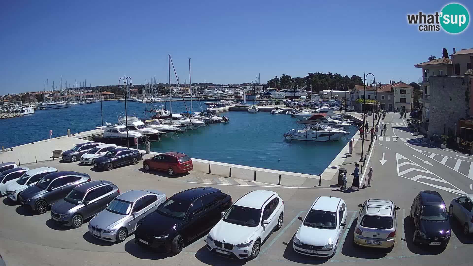 Novigrad | Porporela marina