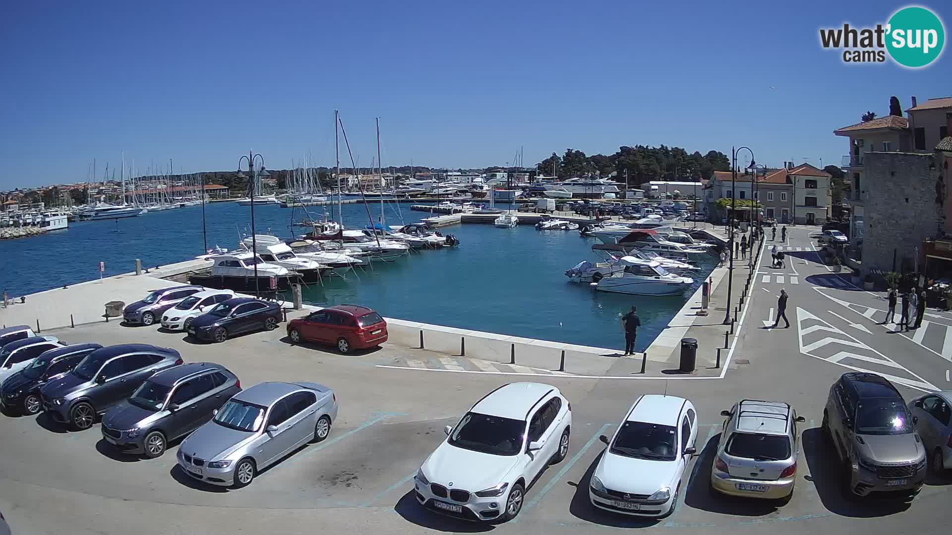 Novigrad | Porporela marina