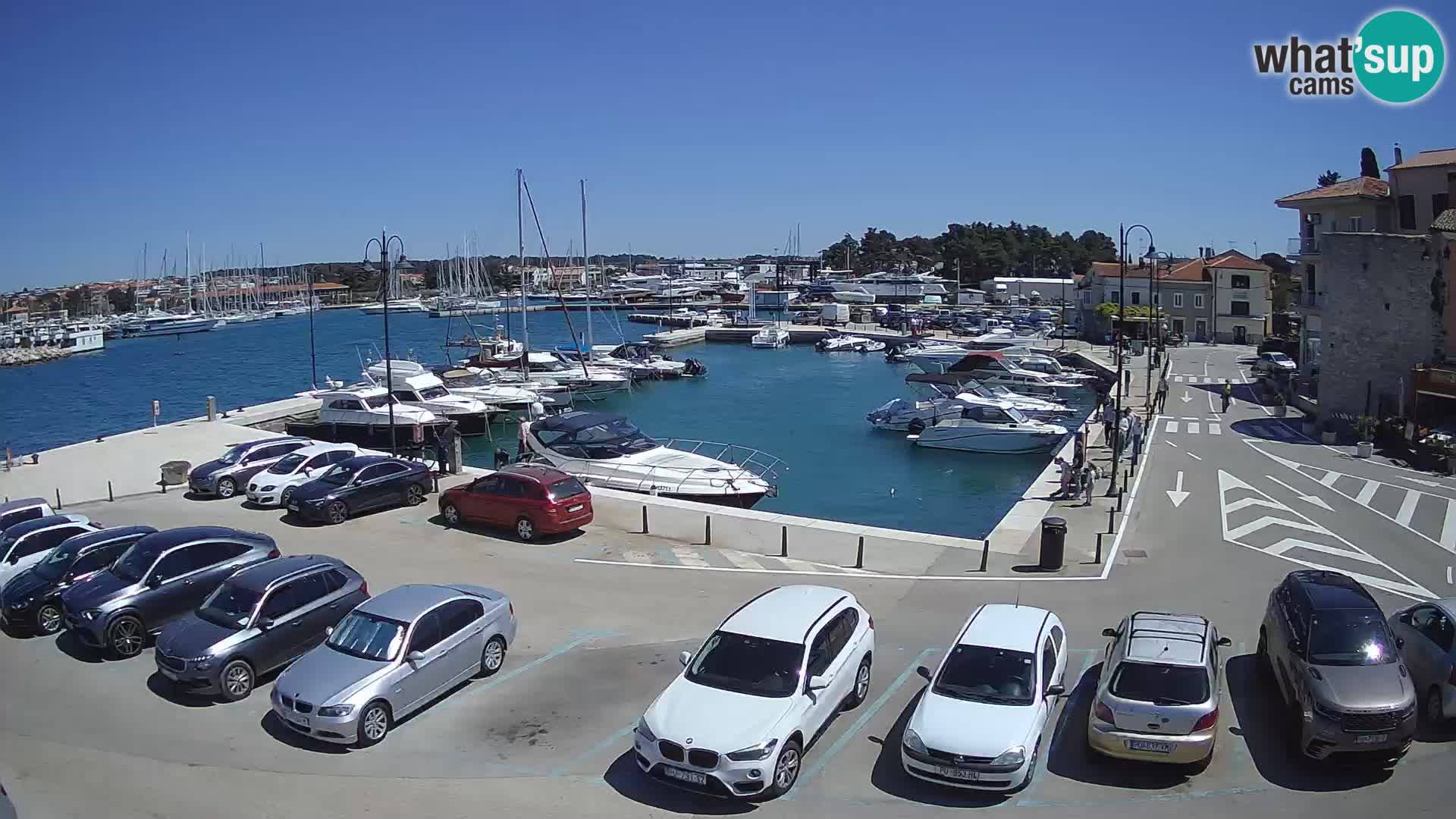 Novigrad | Porporela marina