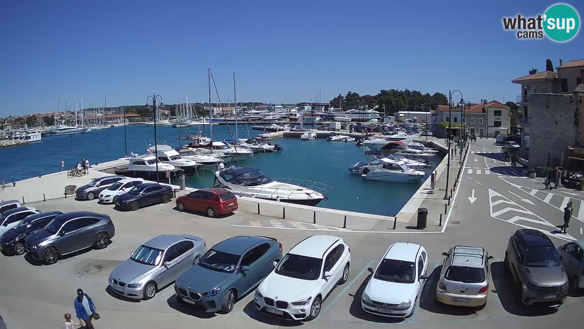 Novigrad | Porporela marina