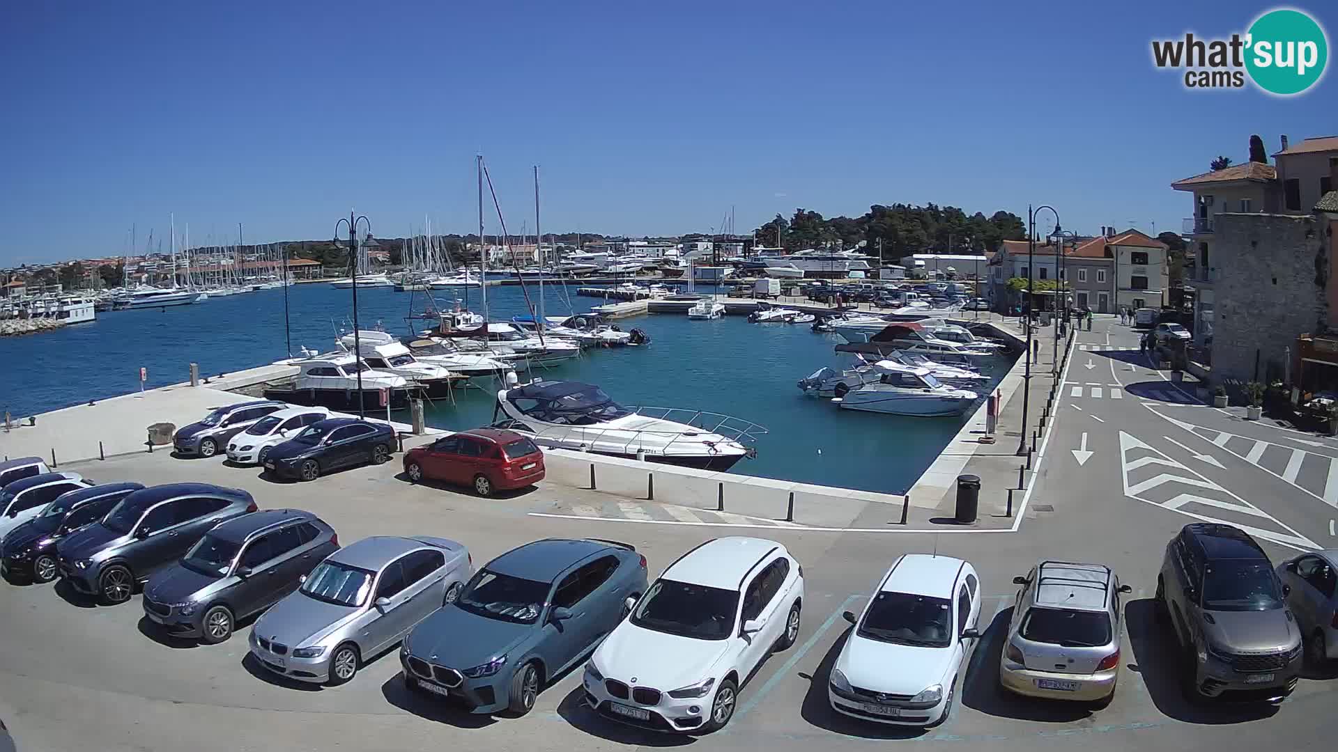 Novigrad | Porporela marina