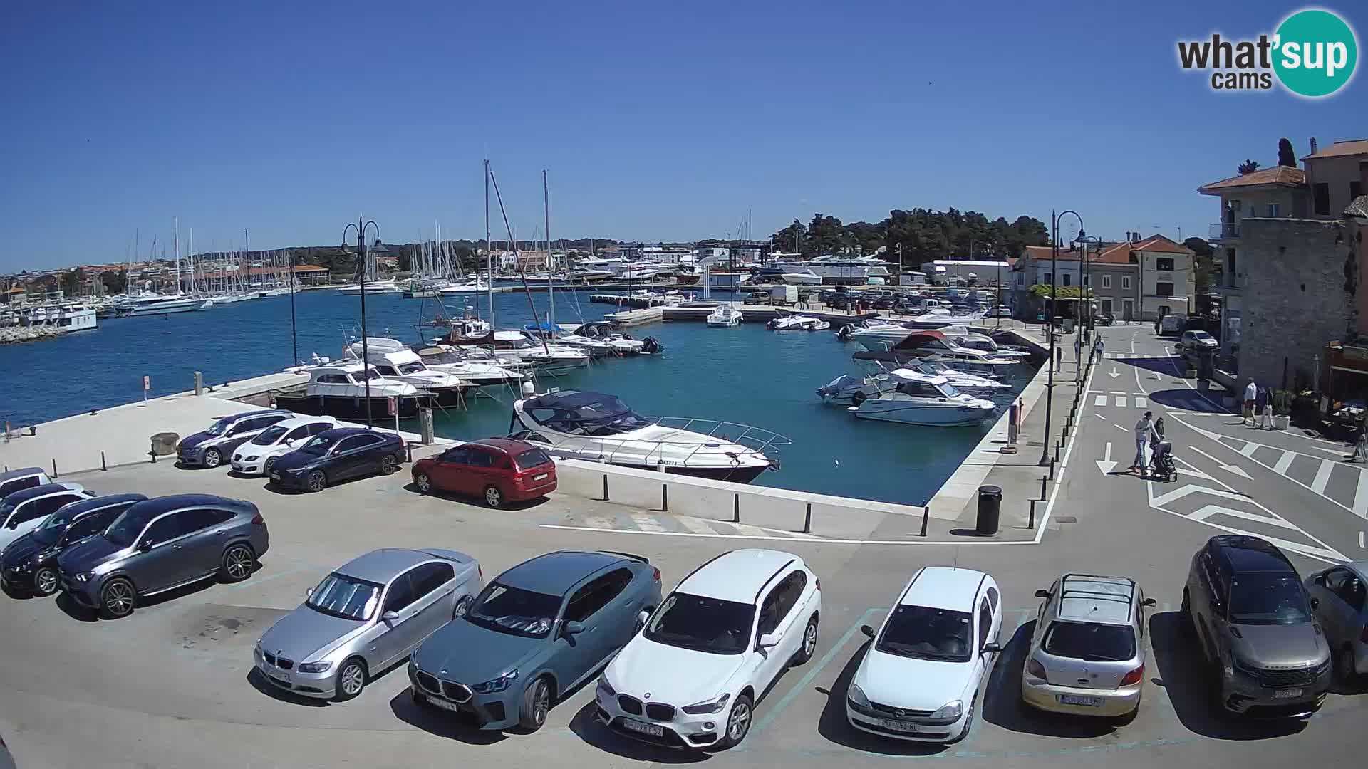 Novigrad | Porporela marina