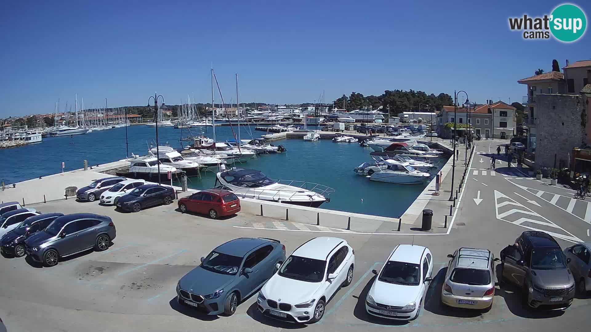 Novigrad | Porporela marina