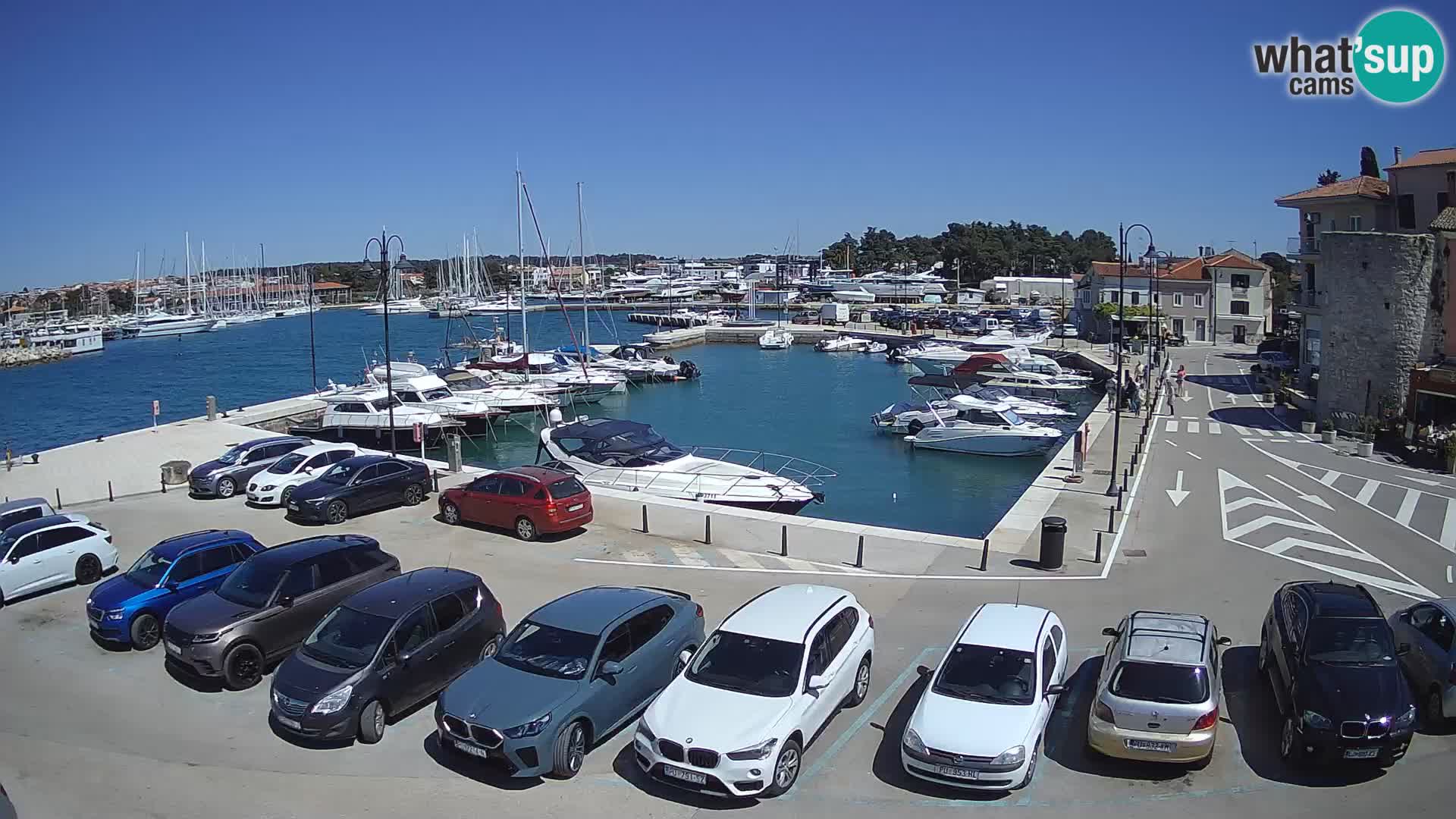 Novigrad | Porporela marina