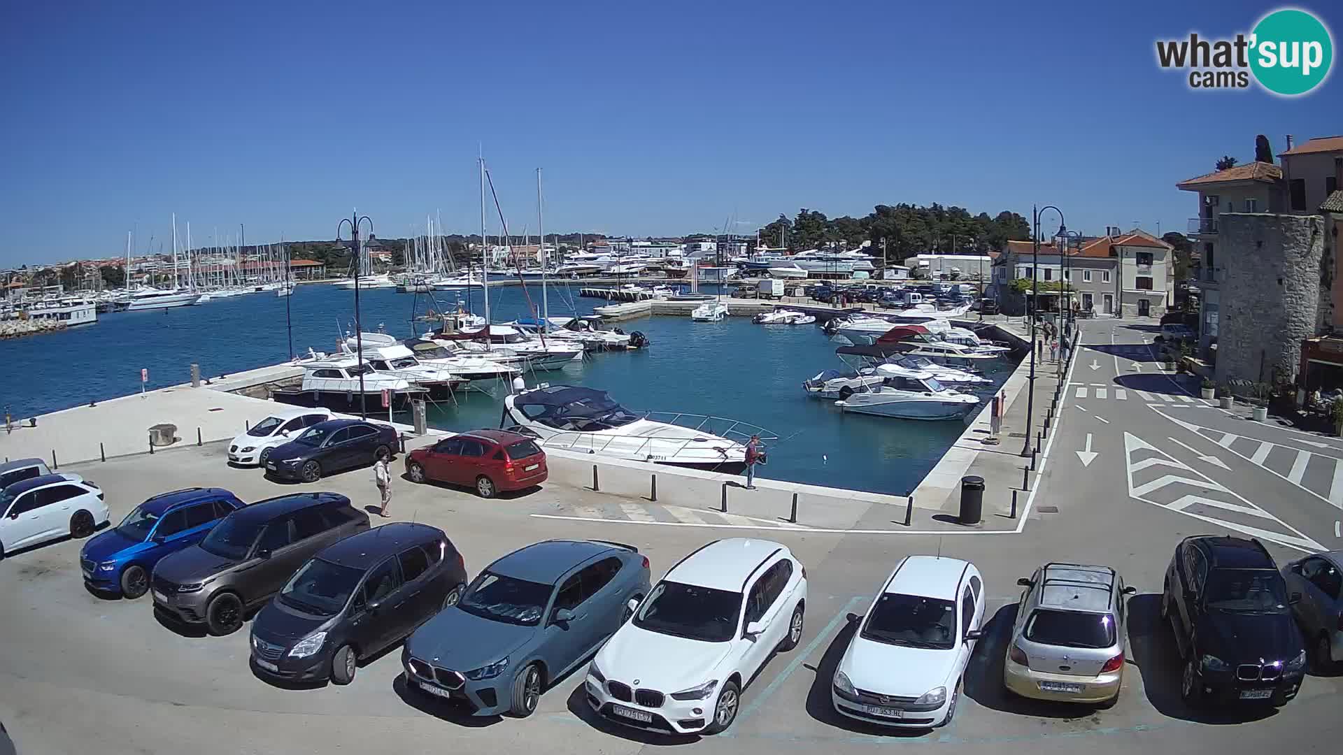Novigrad | Porporela marina