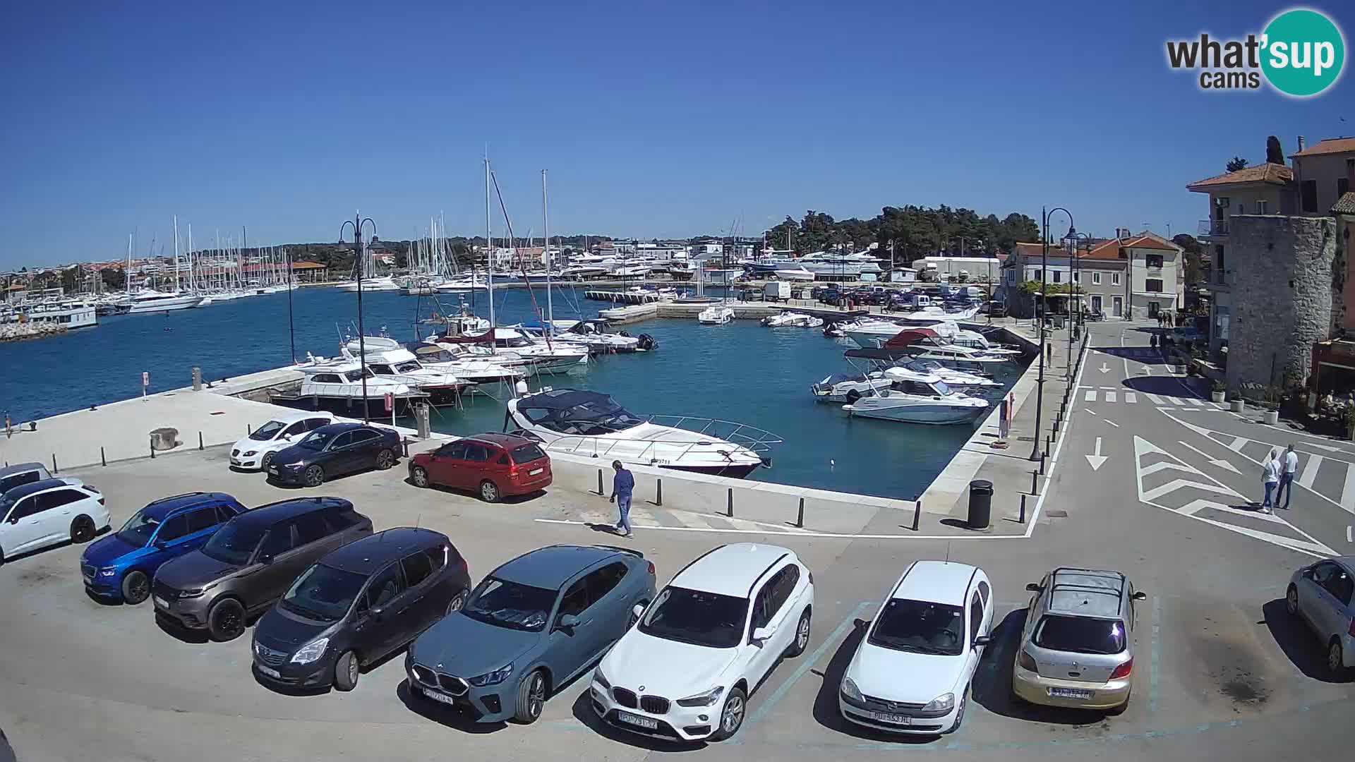 Novigrad | Porporela marina