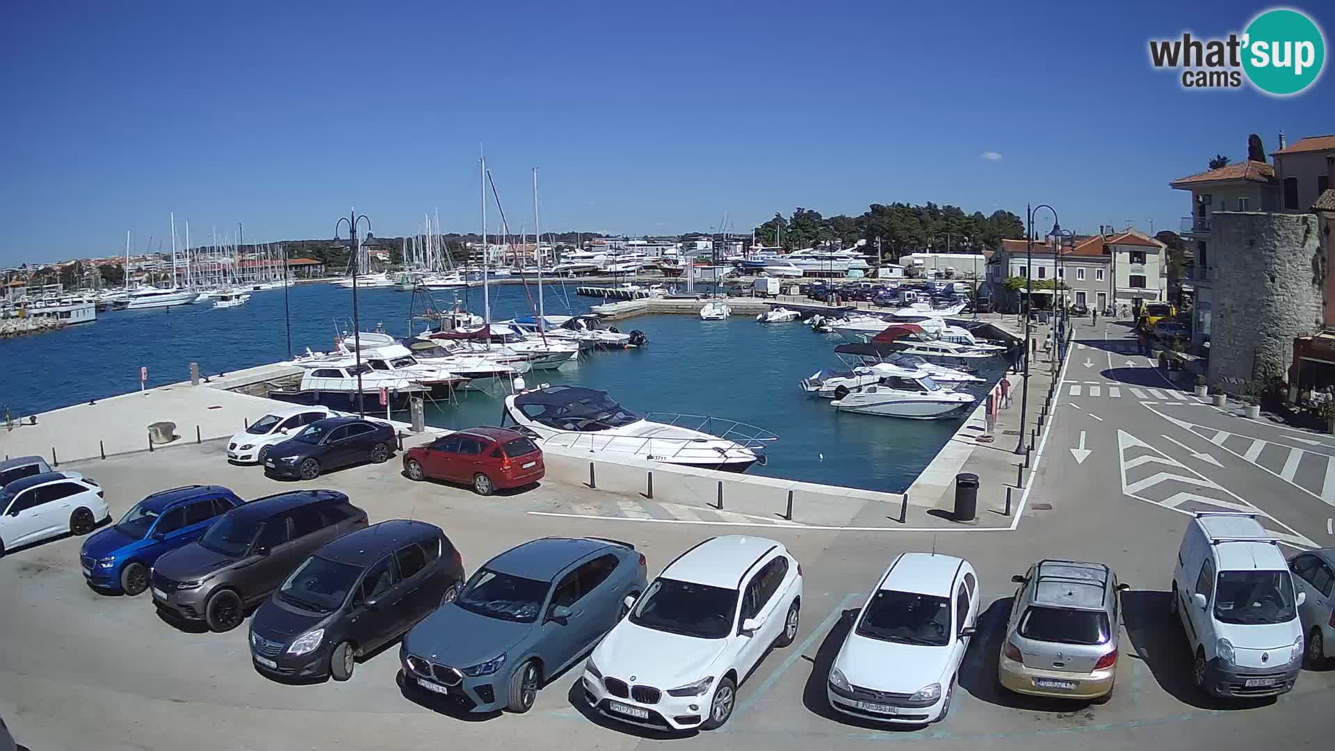 Novigrad | Porporela marina