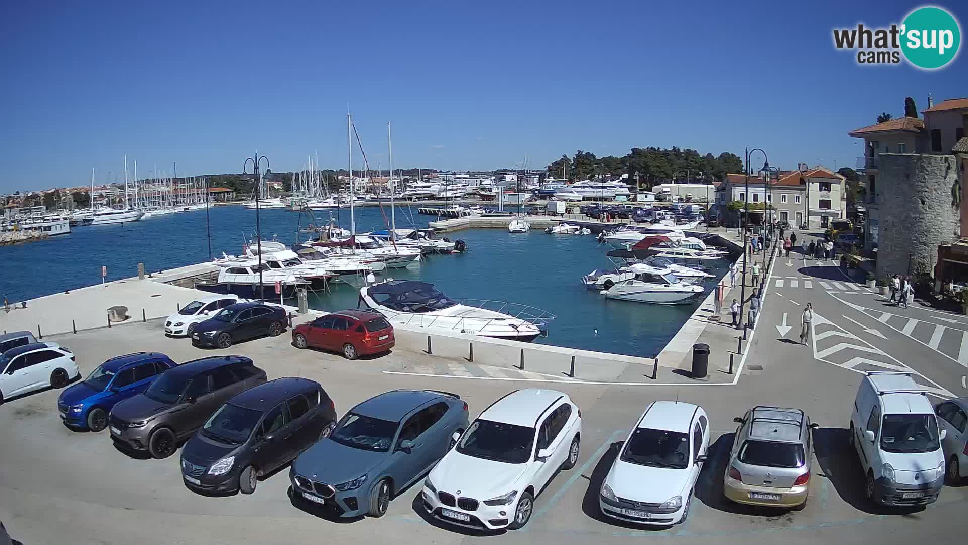 Novigrad | Porporela marina