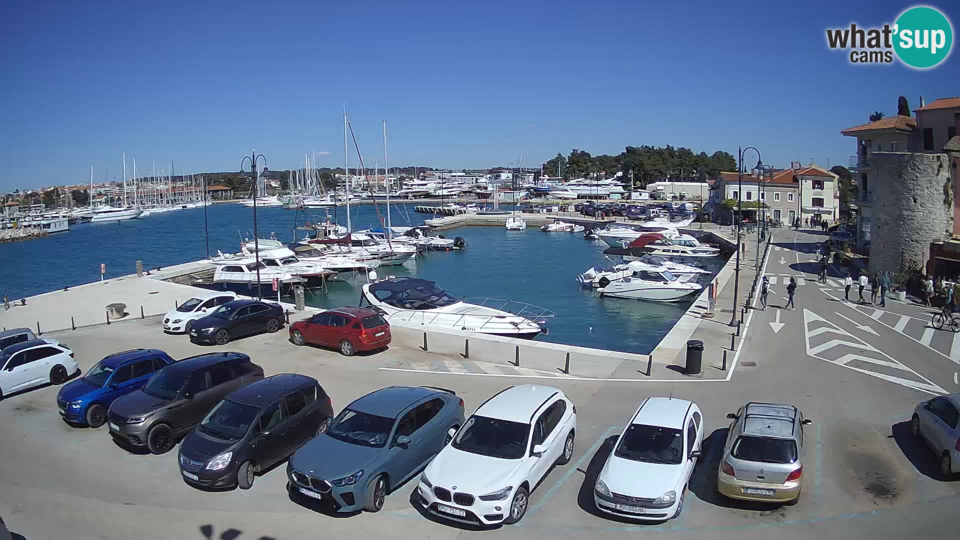 Novigrad | Porporela marina