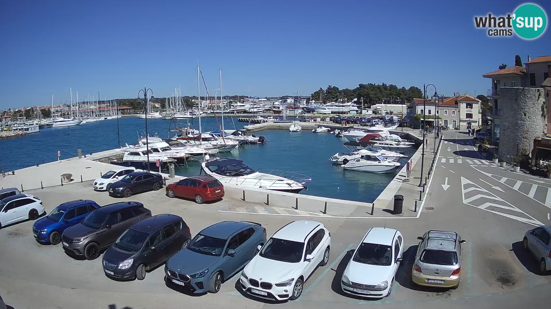 Novigrad | Porporela marina