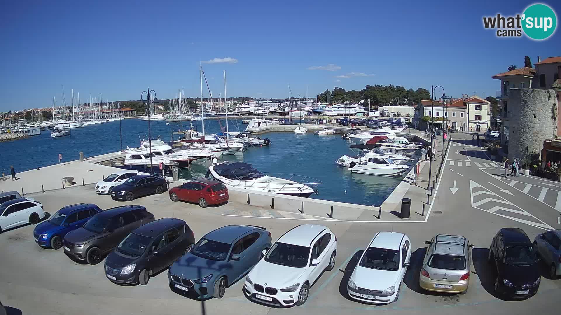 Novigrad | Porporela marina