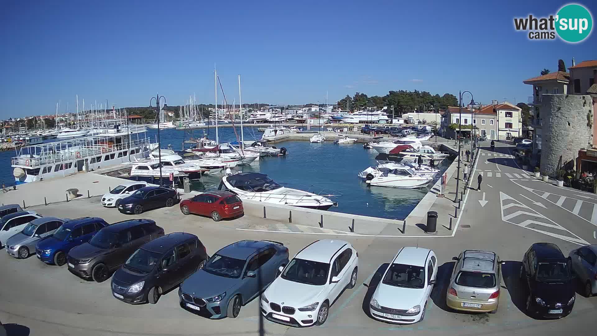 Novigrad | Porporela marina