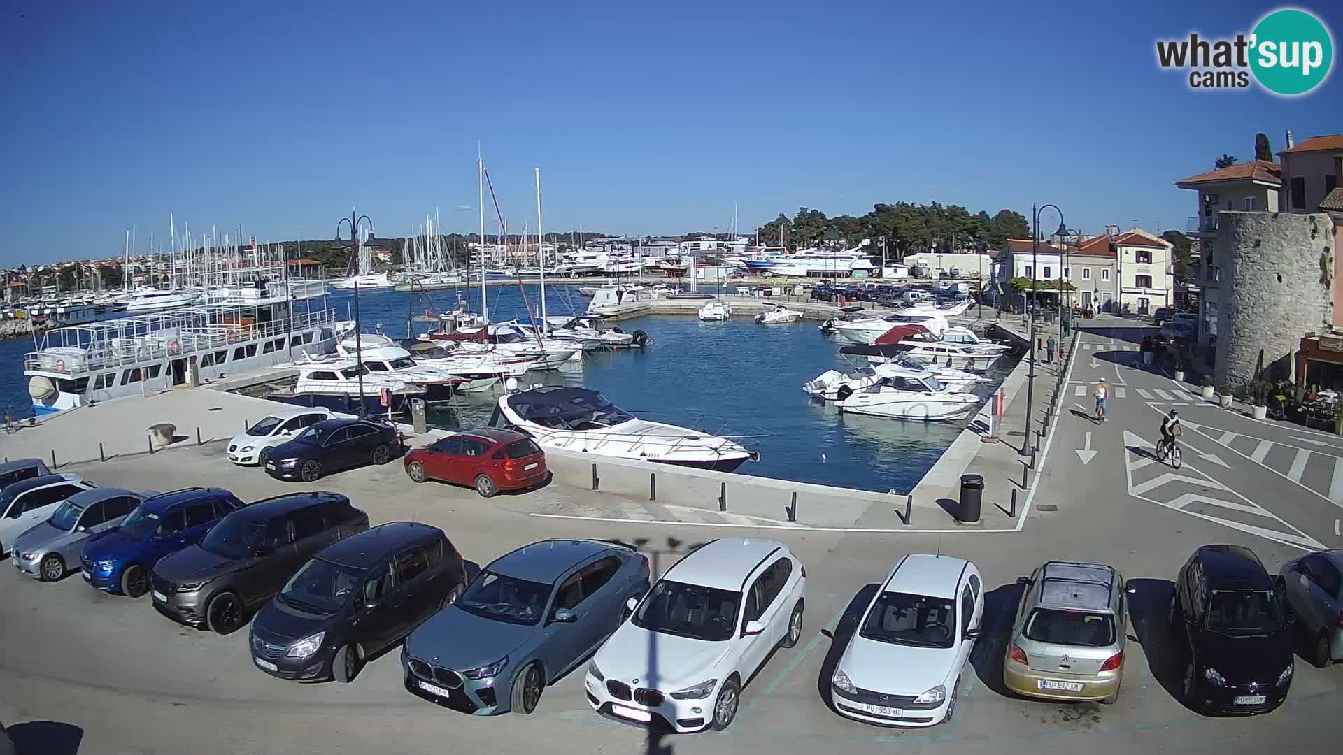 Novigrad | Porporela marina