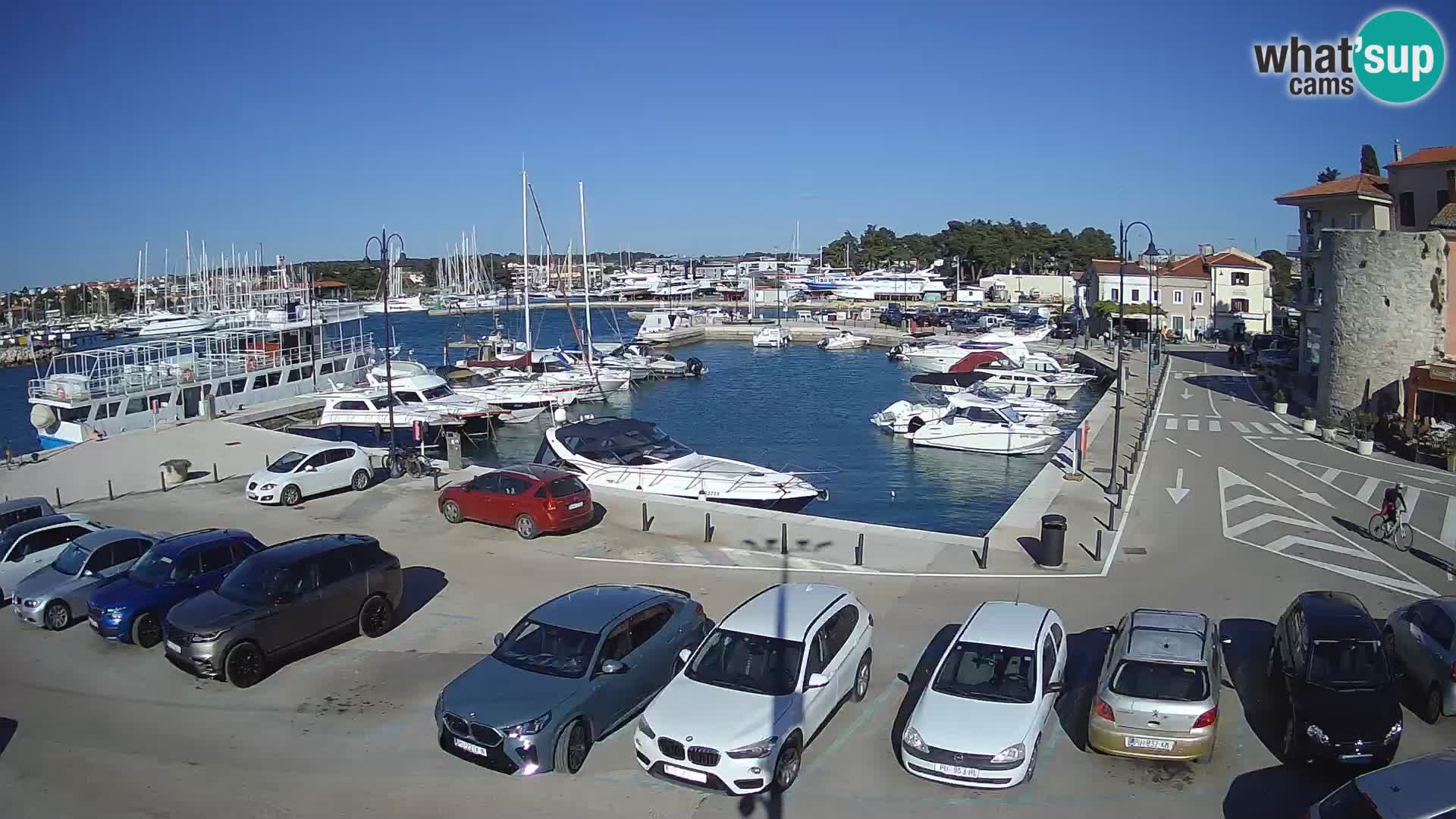 Novigrad | Porporela marina