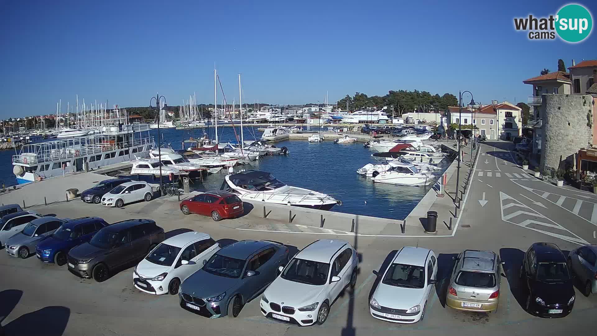 Novigrad | Porporela marina