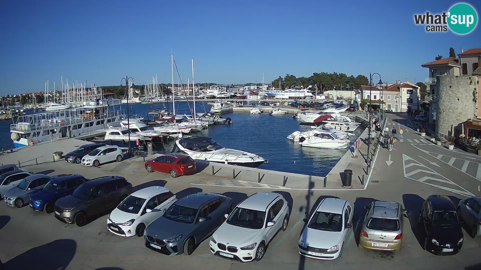 Novigrad | Porporela marina