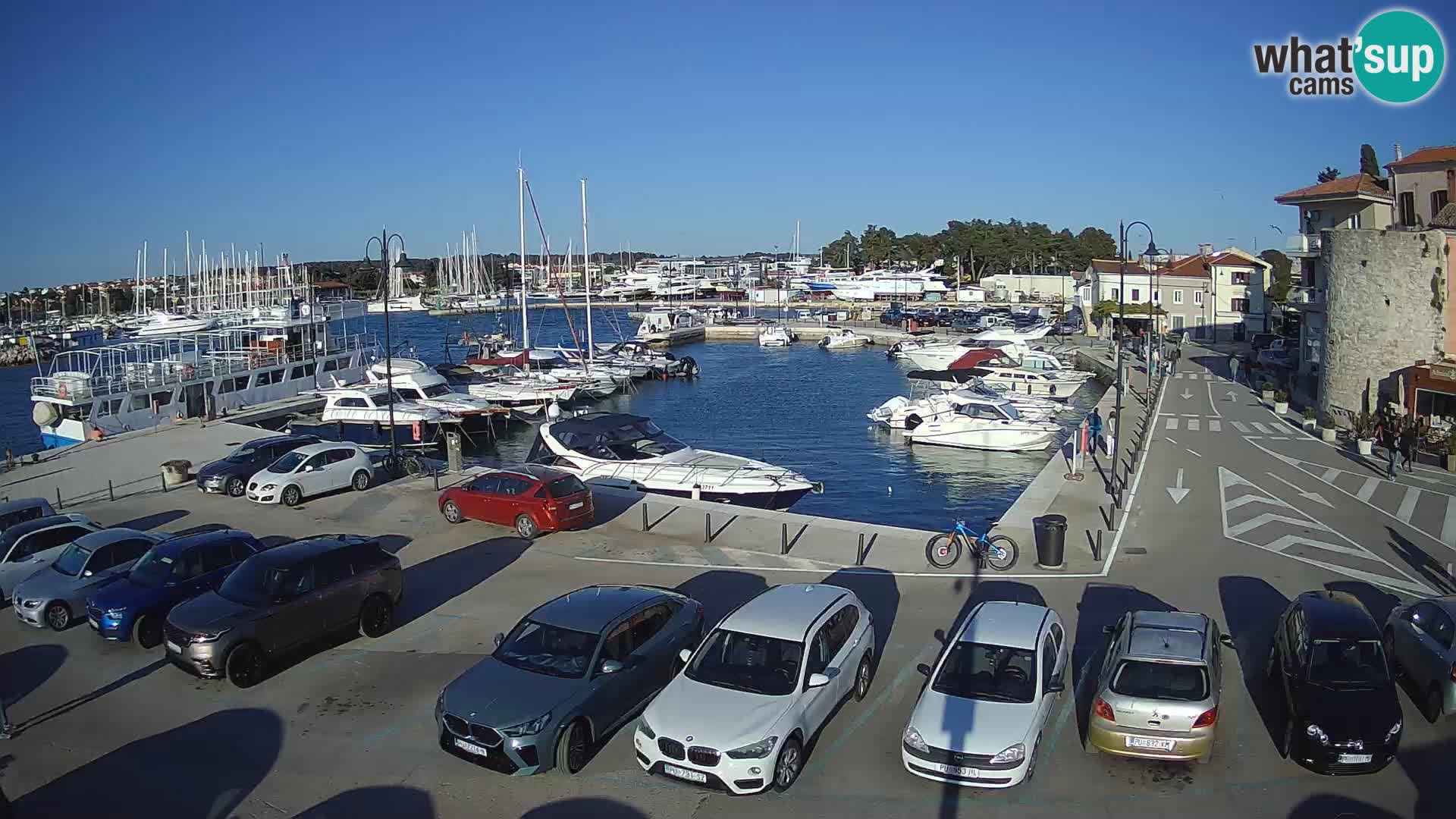 Novigrad | Porporela marina