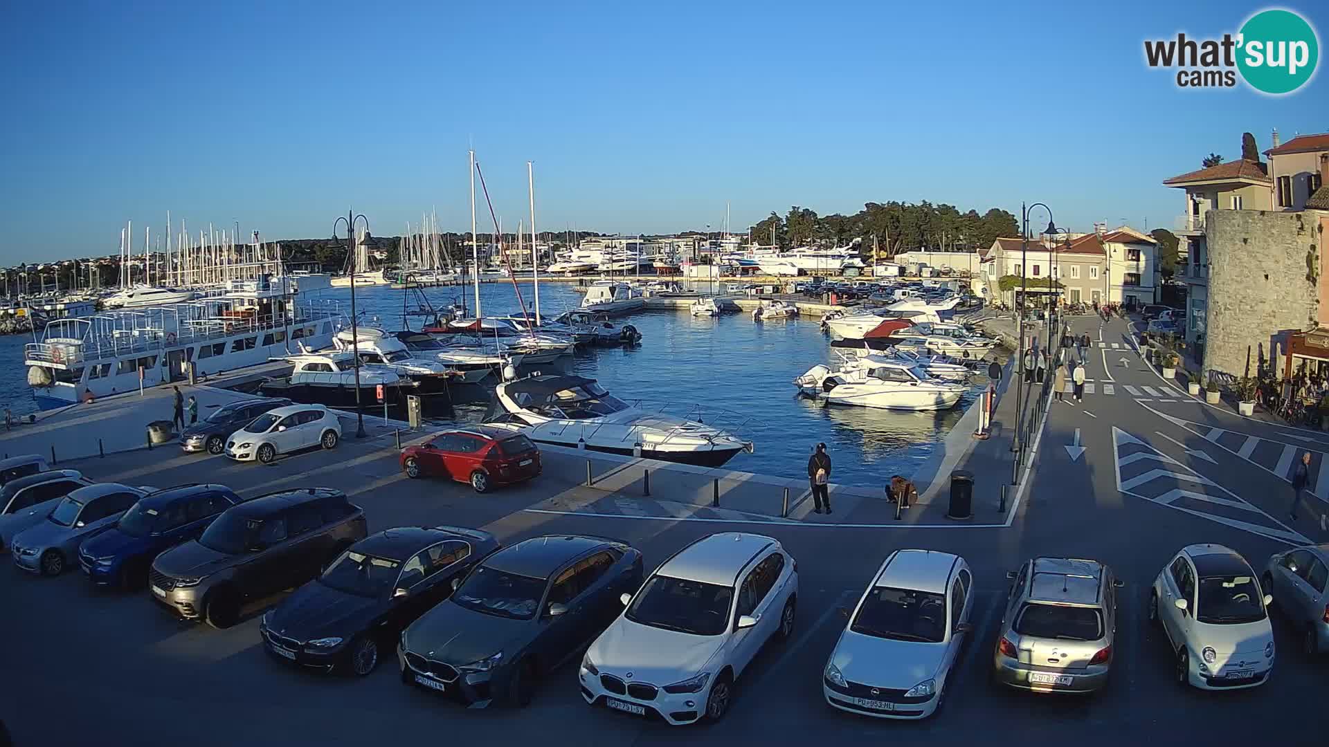 Novigrad | Porporela marina