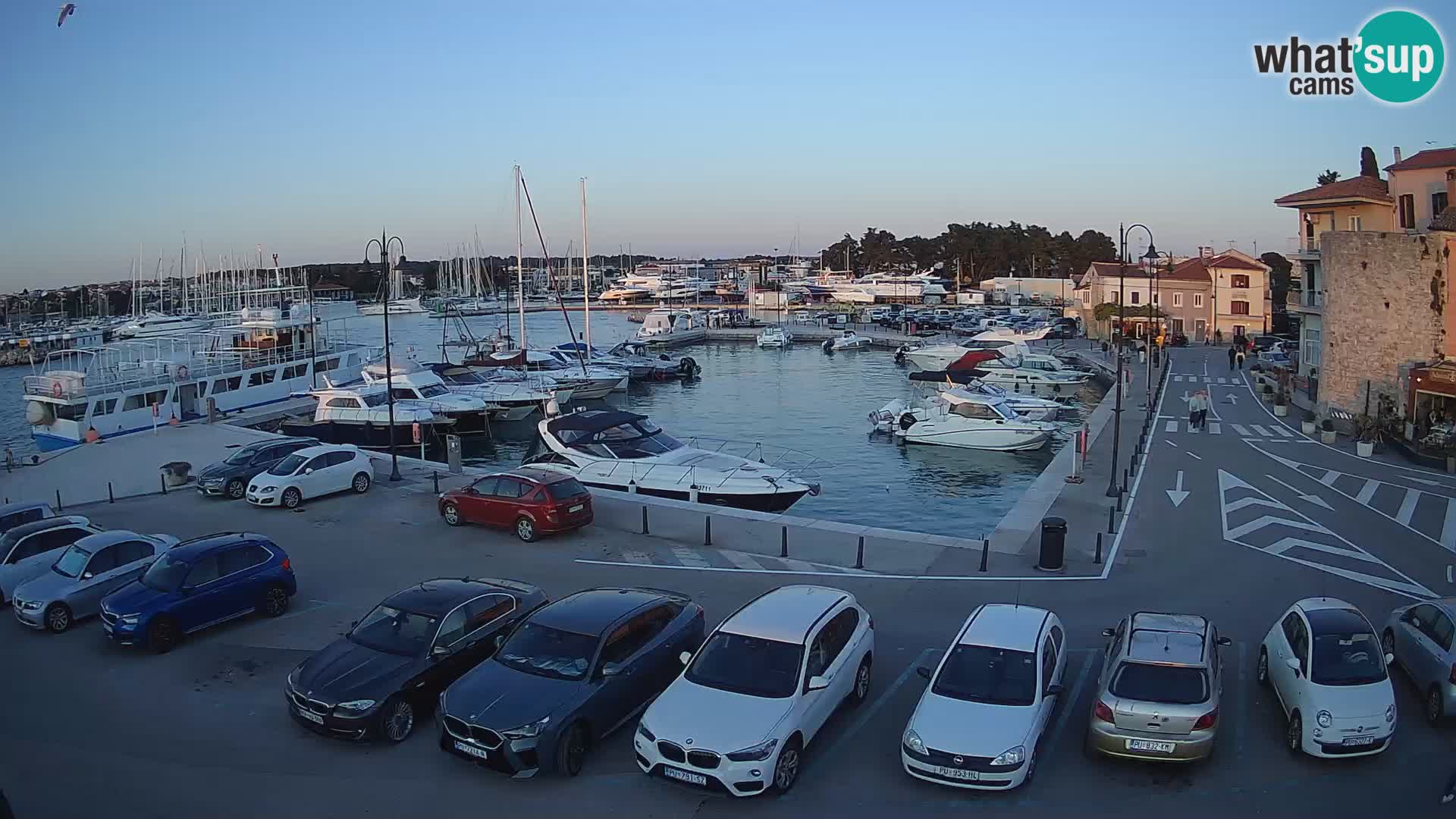 Novigrad | Porporela marina