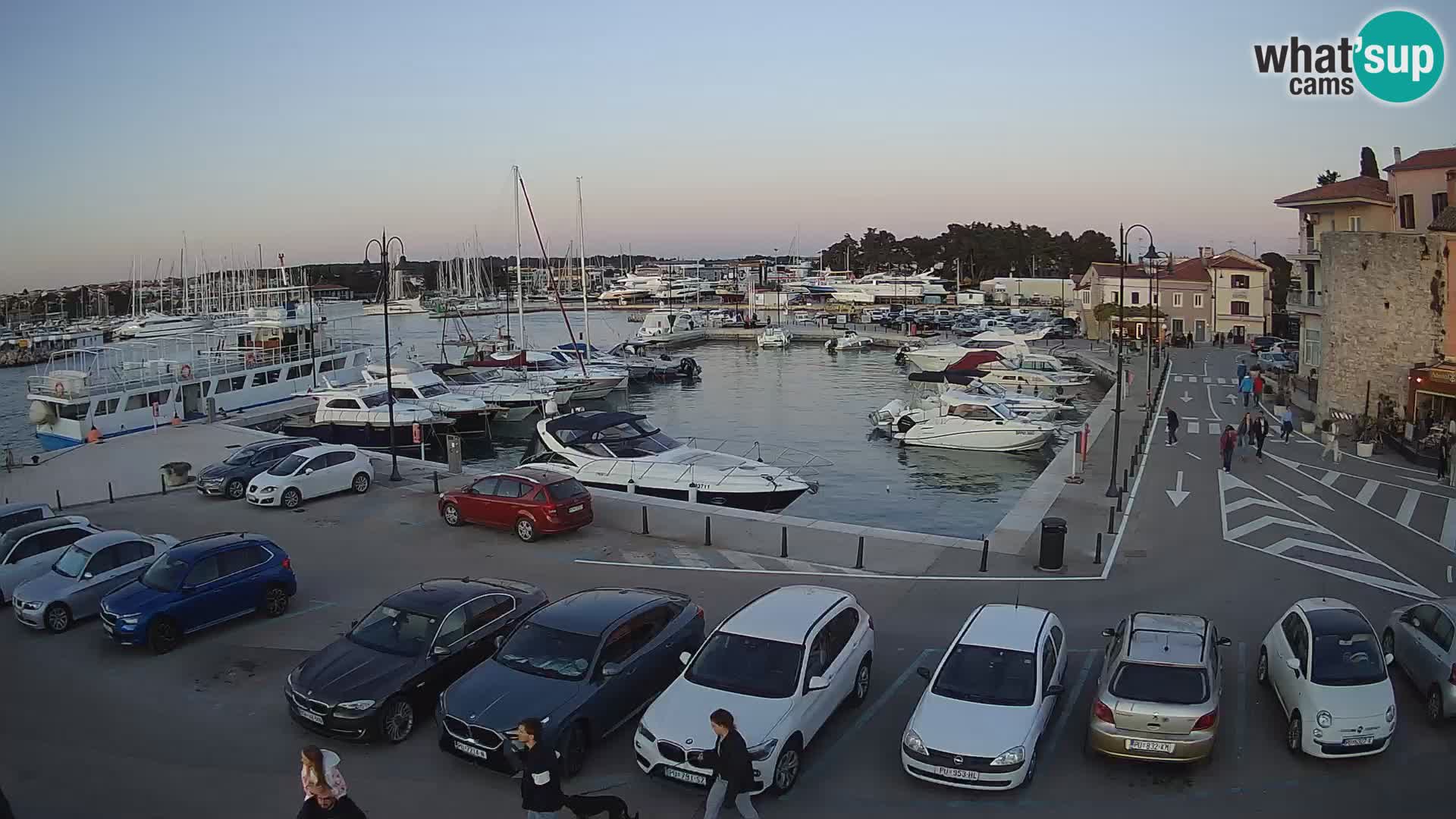 Novigrad | Porporela marina