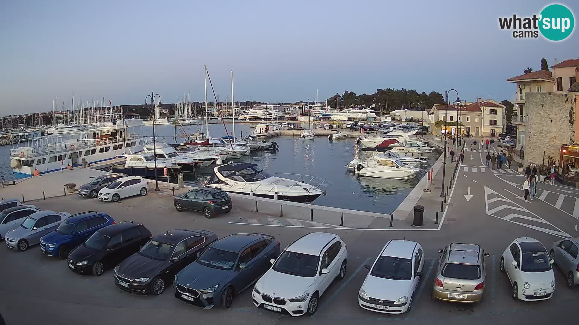 Novigrad | Porporela marina