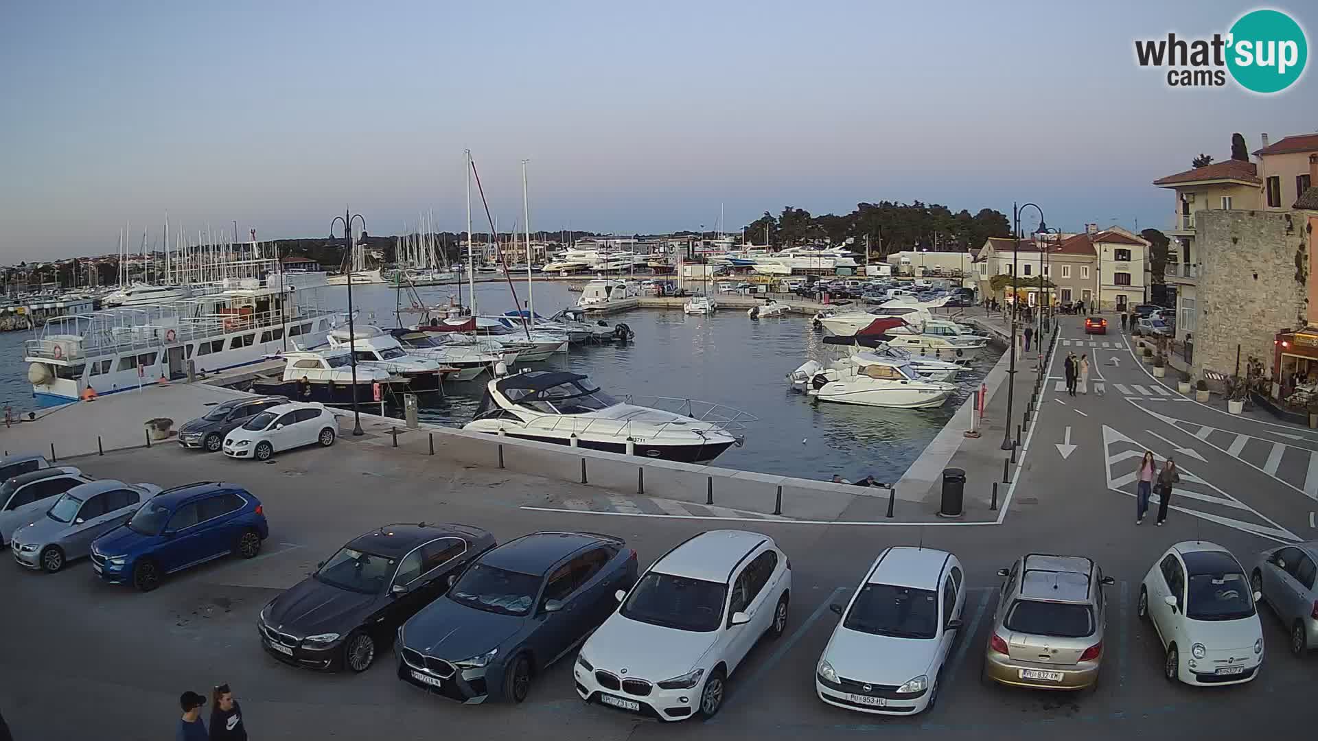 Novigrad | Porporela marina