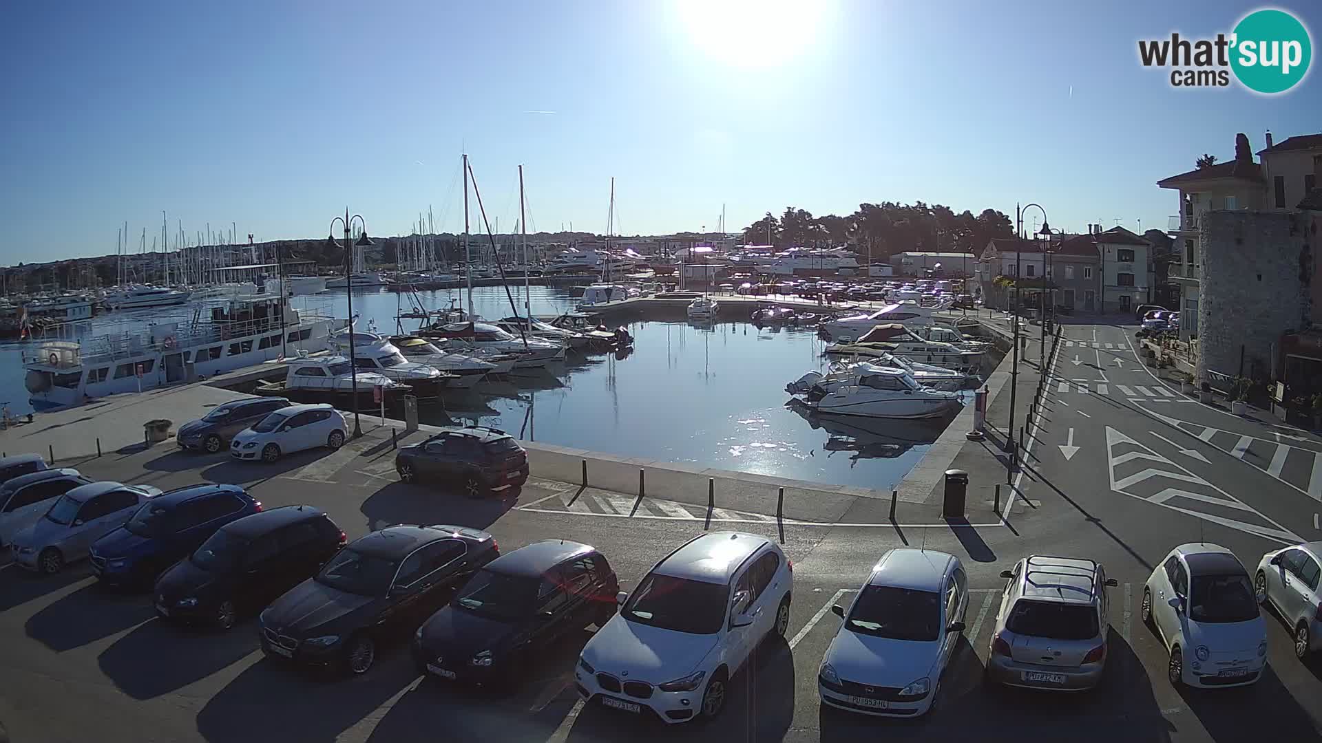 Novigrad | Porporela marina