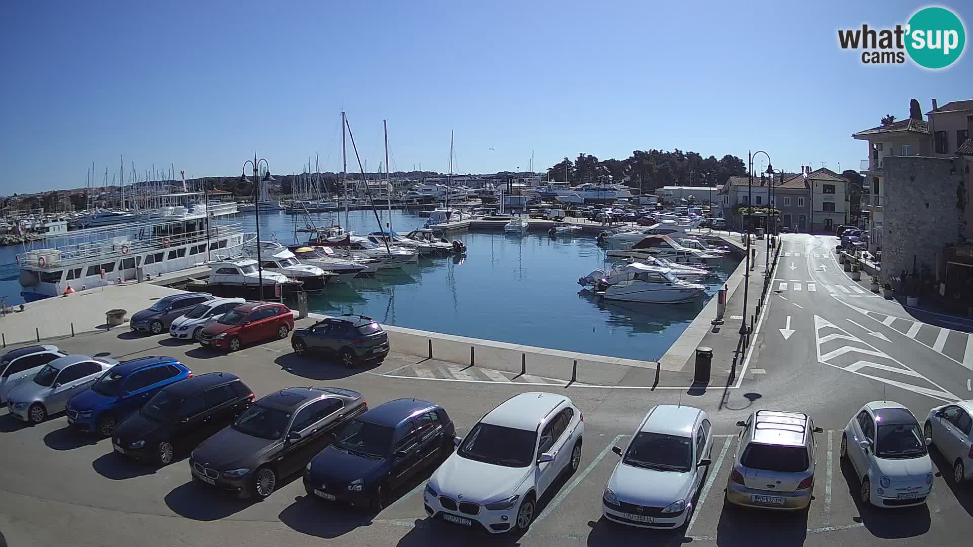 Novigrad | Porporela marina
