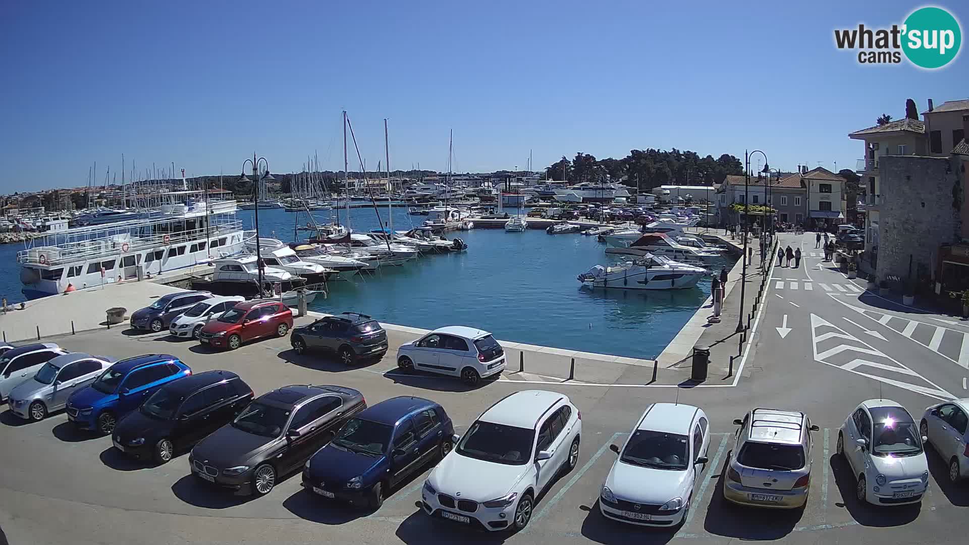 Novigrad | Porporela marina