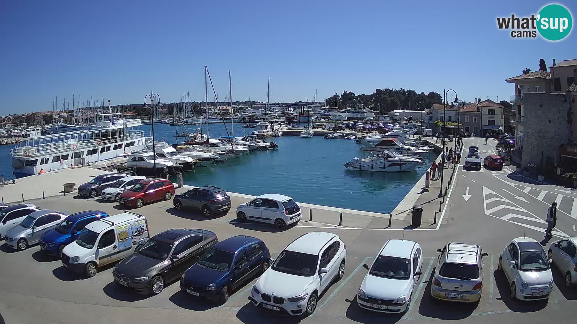 Novigrad | Porporela marina
