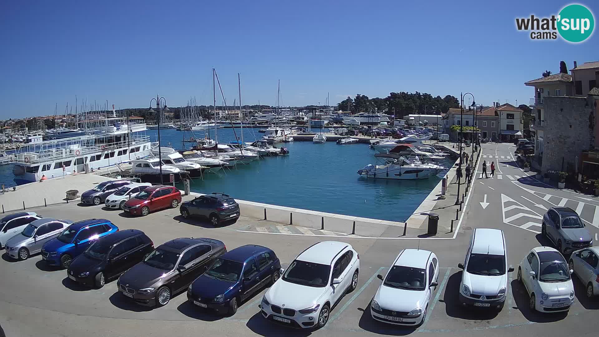 Novigrad | Porporela marina