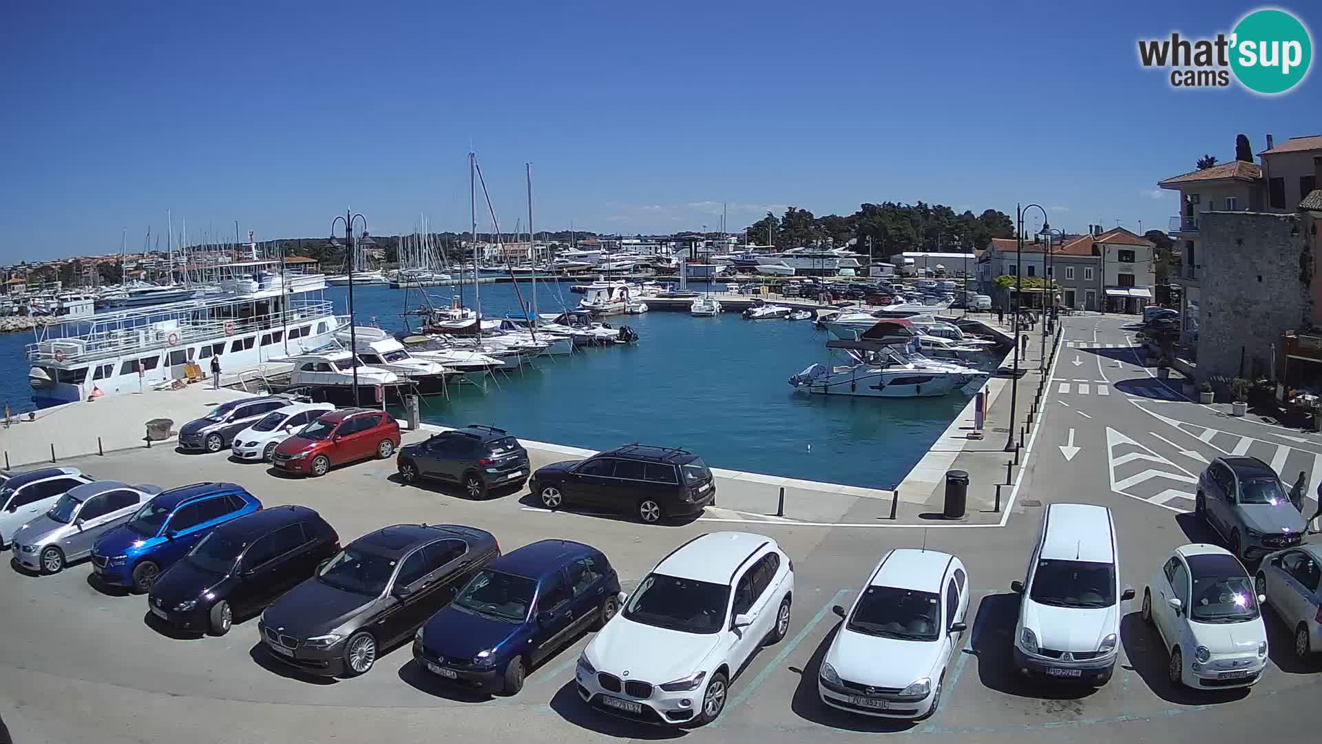 Novigrad | Porporela marina