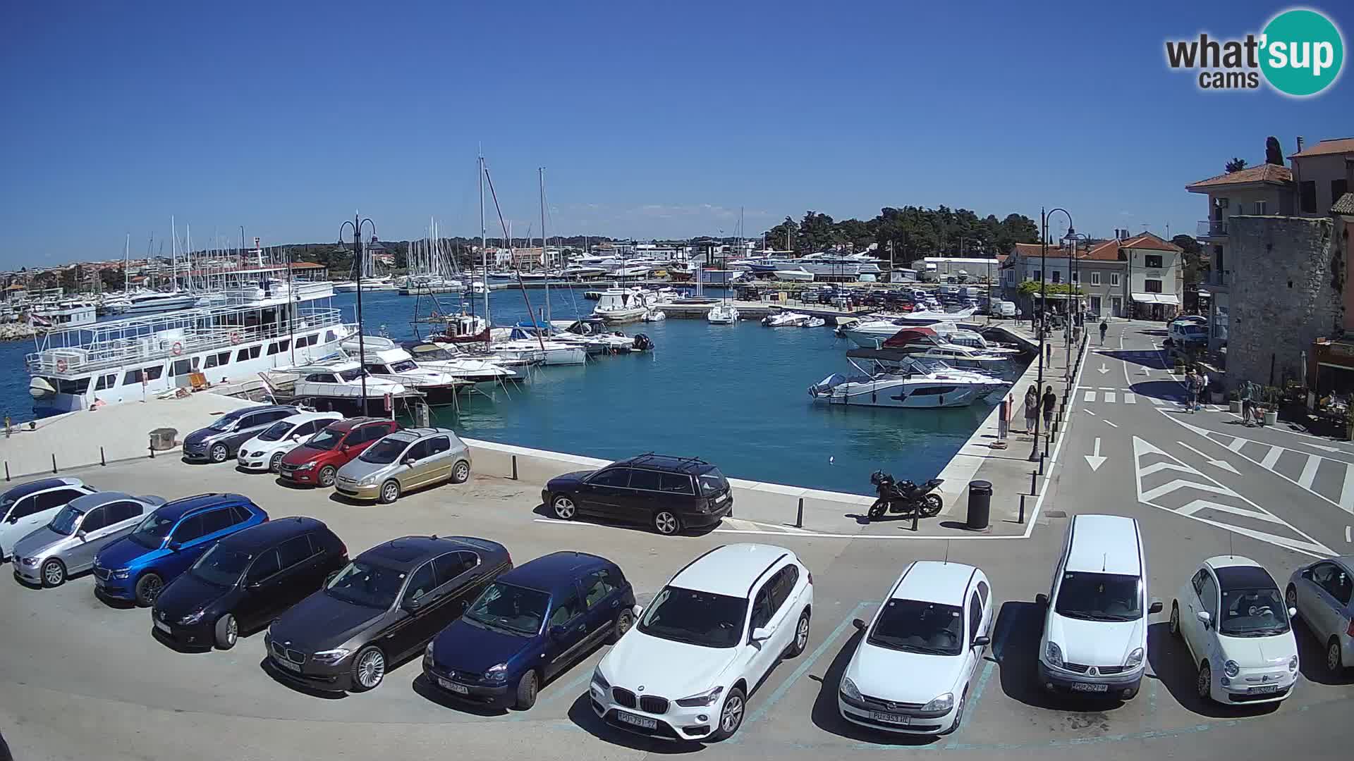Novigrad | Porporela marina