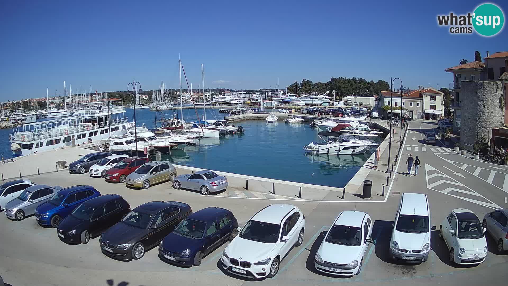Novigrad | Porporela marina